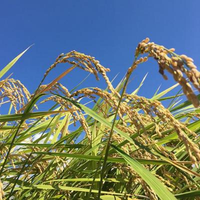 ふるさと納税 南あわじ市 令和6年産・白米『みどり豊』20kg　10月初旬以降から発送 |  | 03