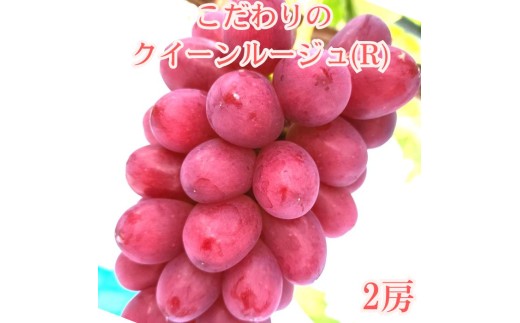【贈答用ハウス栽培】こだわりのクイーンルージュ(R) 2房1.2kg以上 2026年7月中旬より発送