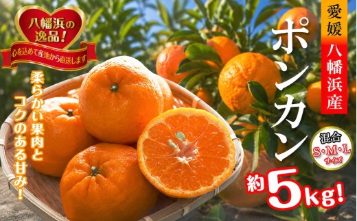 【先行受付】2027年1月出荷開始　爽やかな香り。酸味が少なく甘みの強い「ポンカン」約5kg 【C39-38】みかん ミカン 柑橘 フルーツ くだもの 果物 青果 ふるーつ 甘い ジューシー 産直 産地直送 旬 愛媛 八幡浜 ふるさと YWTF018