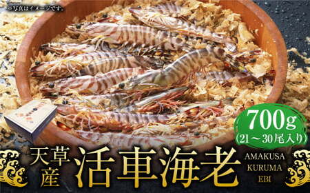 ＜ R8年熊本地震復興支援 ＞【配送指定日必須】天草産活車海老 700g 21～30尾 活き車海老 車海老 車エビ 活き海老 活きエビ えび 海老 エビ 新鮮 魚介 【発送期間2026年11月6日～2
