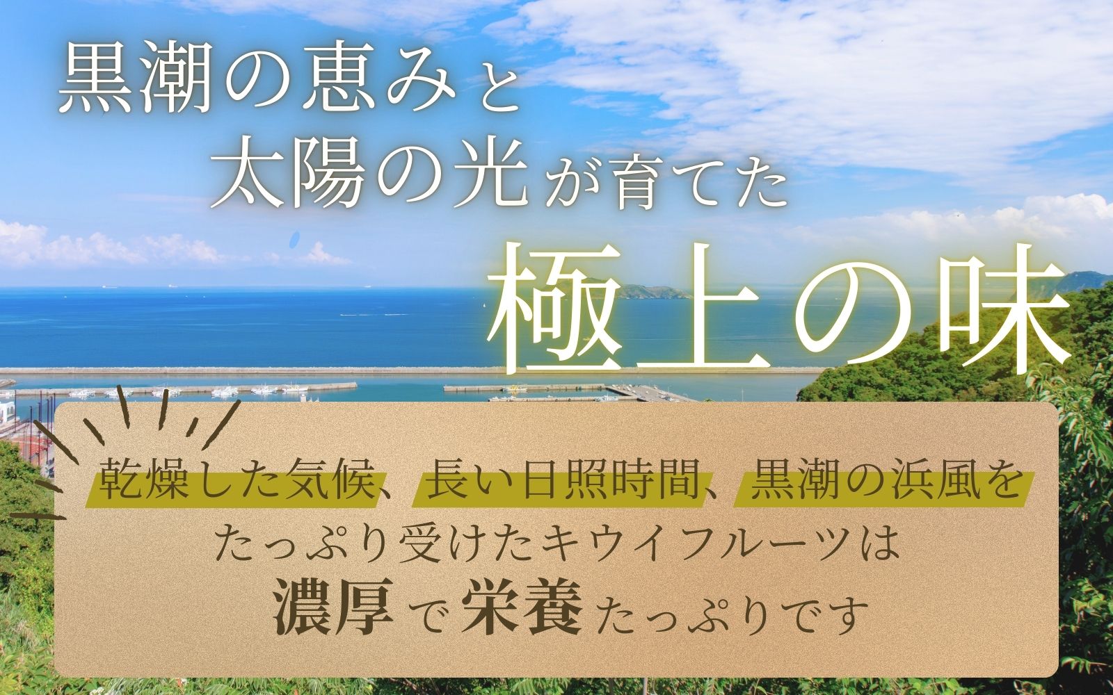 ＜11月より発送＞家庭用 キウイフルーツ5kg+250g（傷み補償分）【わけあり・訳あり・扁平果】/ フルーツ 果物 おすすめ きうい キウイフルーツ キウイ【ikd039D】 
