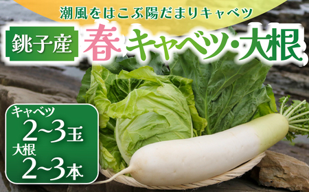 【2027 先行予約】 春キャベツ 2～3玉 大根 2～3本 セット キャベツ