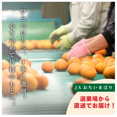 愛媛県今治産柑橘 せとか レギュラー箱5kg 甘くてジューシーな大人気果物【C077】【配送不可地域：離島】【1304862】