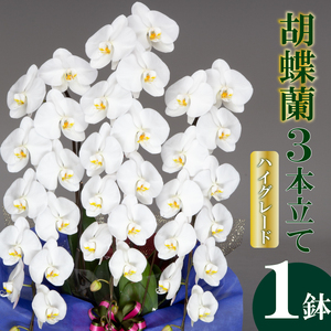 【 胡蝶蘭 】 胡蝶蘭3本 白