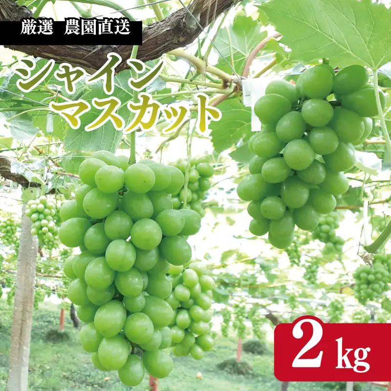 シャインマスカット 2kg シャインマスカット
