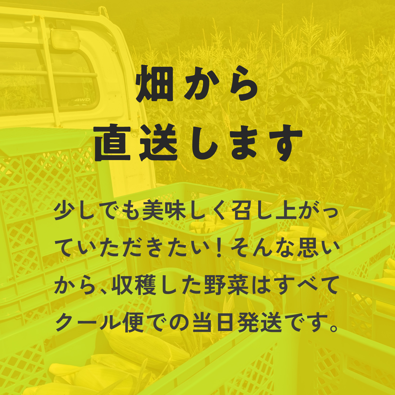 甘味究極！ 糖モロ濃シ 中サイズ 5kg(11～15本)【とうもろこし】朝どれ直送 スイートコーン 産地直送 【配送不可地域：離島】 鳥取県日南町 星の農園