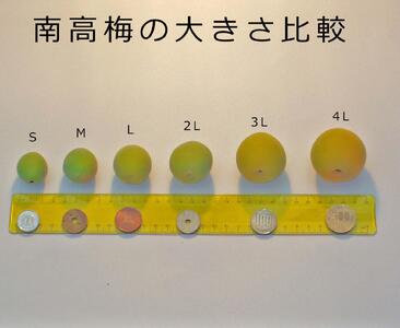 【梅干・梅酒用】大玉4Lサイズ10Kg熟南高 生梅 赤秀品＜2025年6月上旬～7月7日発送予定＞