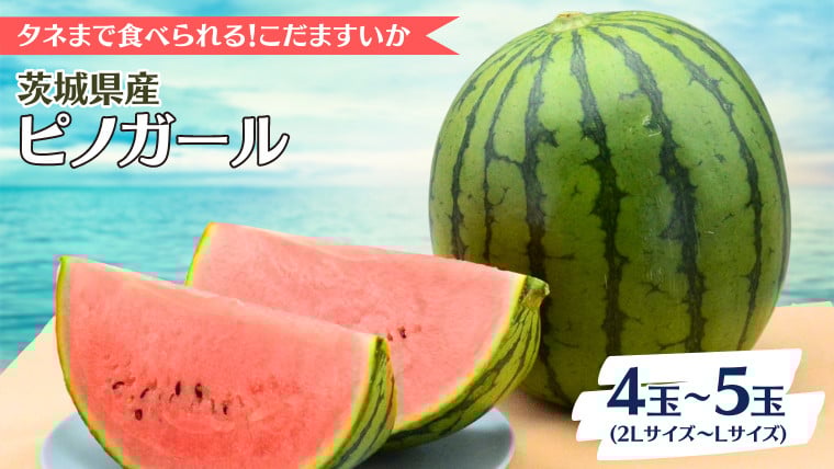
            こだますいか ピノガール 4～5玉 《2026年5月中旬から発送開始》 すいか 小玉すいか 小玉 スイカ 果物 フルーツ[BQ017sa]
          