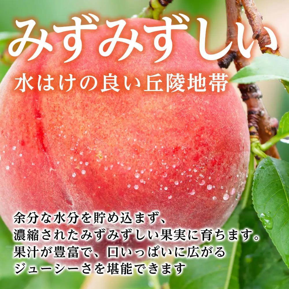 【長野県産】桃(あかつき) 約3kg 秀品＜2026年7月中旬から発送＞