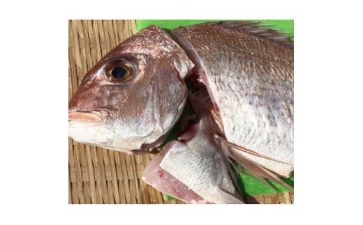 竹中水産の八幡浜発!「天然真鯛(下処理済み)を味わうセット」＜C22-275＞_ 真鯛 タイ 鯛 たい 天然 魚介 魚介類 海鮮 冷蔵 愛媛 八幡浜 産直 産地直送 国産 おかず おつまみ 鮮魚 簡単調理 【1295248】