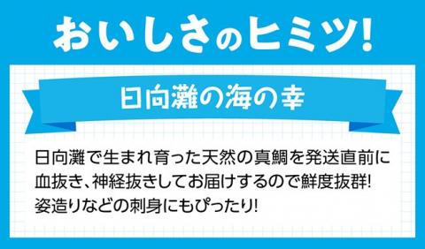 『日向灘の海の幸』天然真鯛（活き締め）【鮮魚 さかな 刺身 煮つけ 九州 宮崎 川南町 新鮮 魚 魚介類】