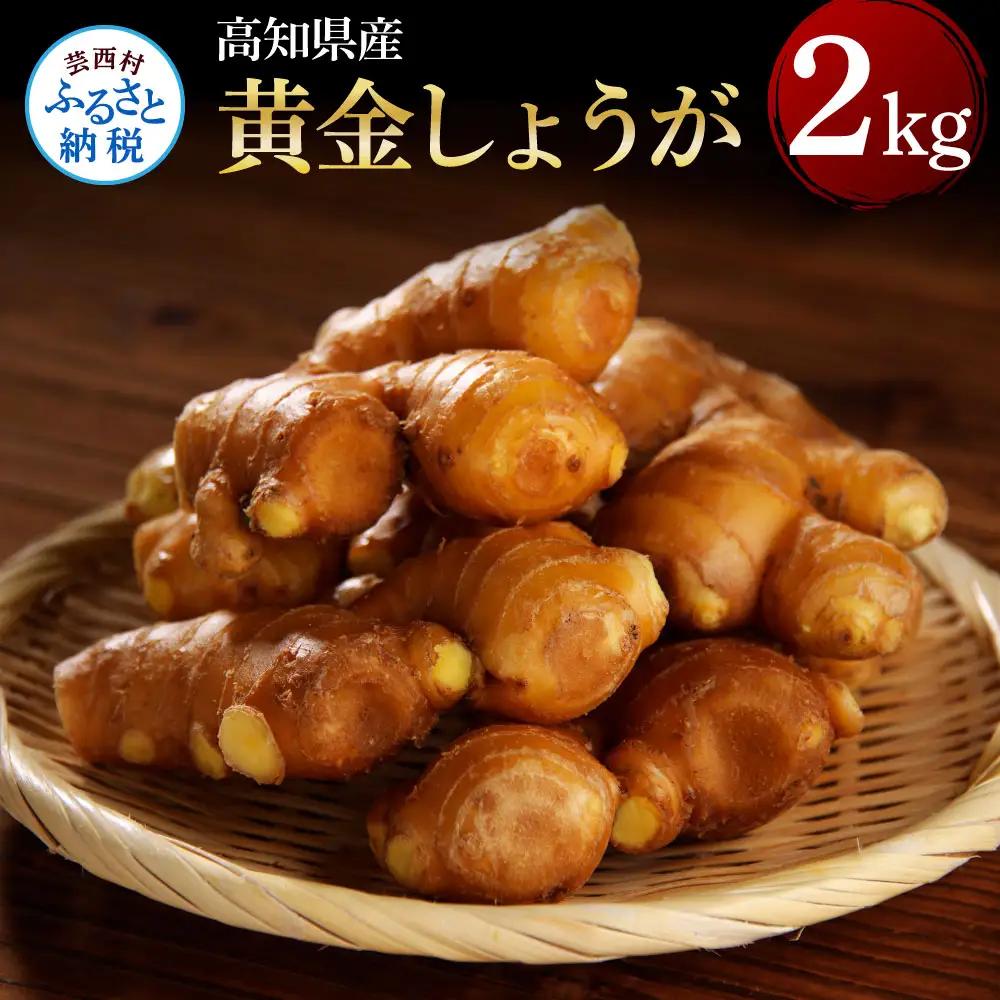 黄金しょうが 2kg 【高知県産】【しょうが】