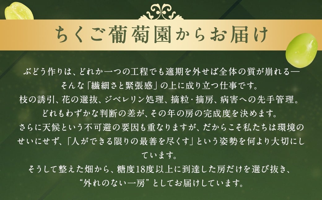 【贈答用】福岡県産 シャインマスカット 糖度18度以上・大粒15g以上 桐箱入り 650g前後（1房）/冷蔵 当日発送【2026年8月上旬〜9月上旬発送予定】 葡萄 ぶどう ブドウ マスカット 果物 