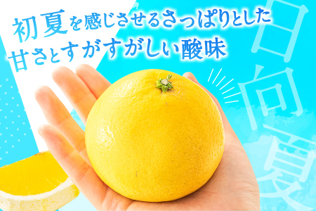 AA098.いわくま果樹園の「日向夏」約4kg／2024年4月発送予定