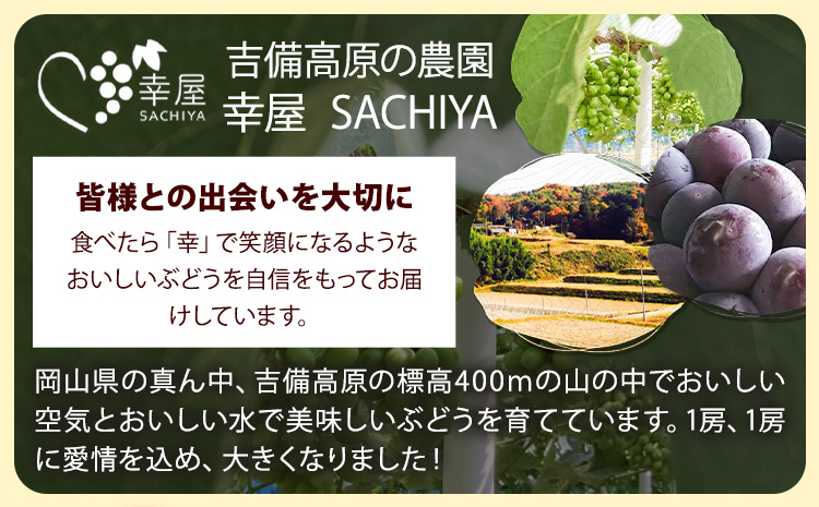 【先行予約】ぶどう ピオーネ ニューピオーネ 約2kg 3~4房 果物 スイーツ フルーツ デザート 葡萄 吉備高原の農園 幸屋 sachiya 岡山県 浅口市《9月上旬から９月中旬に発送予定(土日祝