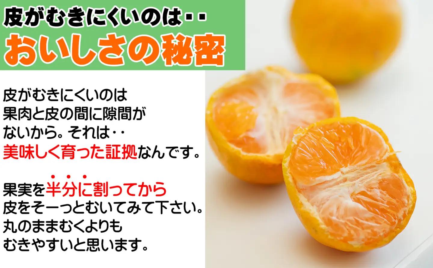 「先行予約」極早生みかん（ゆら早生みかん）３kg S・2Sサイズ 「2026年10月より順次発送」｜果物 柑橘 小粒 小玉 YN26
