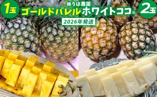 ゴールドバレル1玉とホワイトココ2玉　詰合せ 2026年発送 沖縄県産 東村 パイナップル ジューシー 希少 高級フルーツ 南国フルーツ 国産フルーツ 農家直送 パイン 果物 贈り物 おすすめ お土産 人気 やんばる 大自然 南国気分 沖縄本島北部