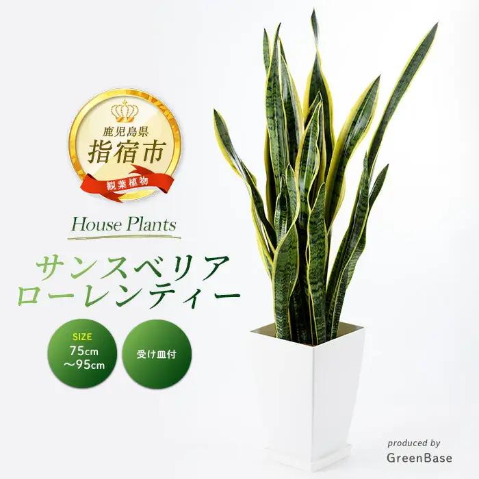 2026年3月上旬～発送【観葉植物】サンスベリア・ローレンティー 75cm～95cm Green Base IB003-003 観葉植物 ※北海道・沖縄・離島配送不可