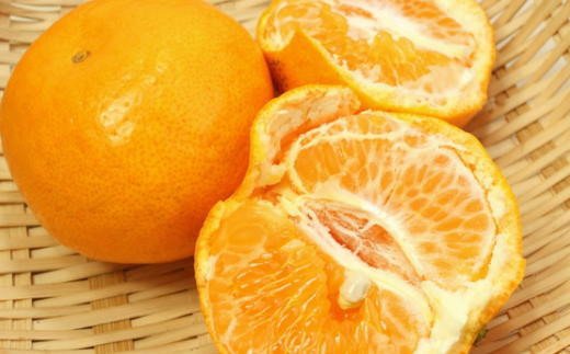 【厳選・濃厚】紀州有田産のはるみ約4kg(サイズおまかせ) ※2027年1月下旬～2027年2月中旬頃より順次発送【tec820B】