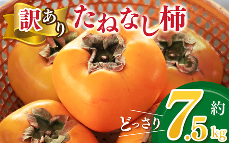 【家庭用】どっさりわけあり たねなし柿 約7.5kg | フルーツ くだもの 果物 柿 かき カキ  奈良県 五條市 訳 あり わけあり 家庭用 自宅用 どっさり たっぷり 種なし 種無し 種なし柿 産地直送 国産 人気 柿柿柿 送料無料 甘い 柿柿柿柿柿  不揃い 規格外 柿柿柿 グルメ 柿柿 お取り寄せ