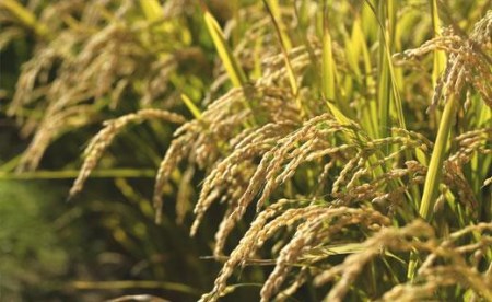令和5年産【精白米】5つ星お米マイスターの契約栽培米食べ比べ25kgセット(ゆめぴりか5kg・ななつぼし5kg・ふっくりんこ5kg・おぼろづき5kg・きたくりん5kg)【39104】