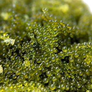 【てだこのまちのグリーンキャビア】海ぶどう（1kg）