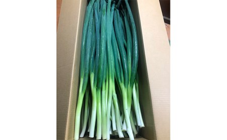 生産農家直送 京野菜・九条ねぎ4kg〈ねぎ 野菜 農家直送 京都