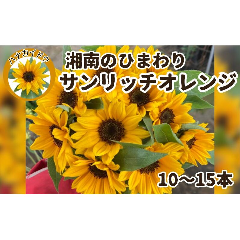 花 湘南のヒマワリ 切り花用 サンリッチオレンジ 10から15本 お花 フラワー 切花 生花 ひまわり 向日葵 植物 花束 家庭用 プレゼント 神奈川 藤沢