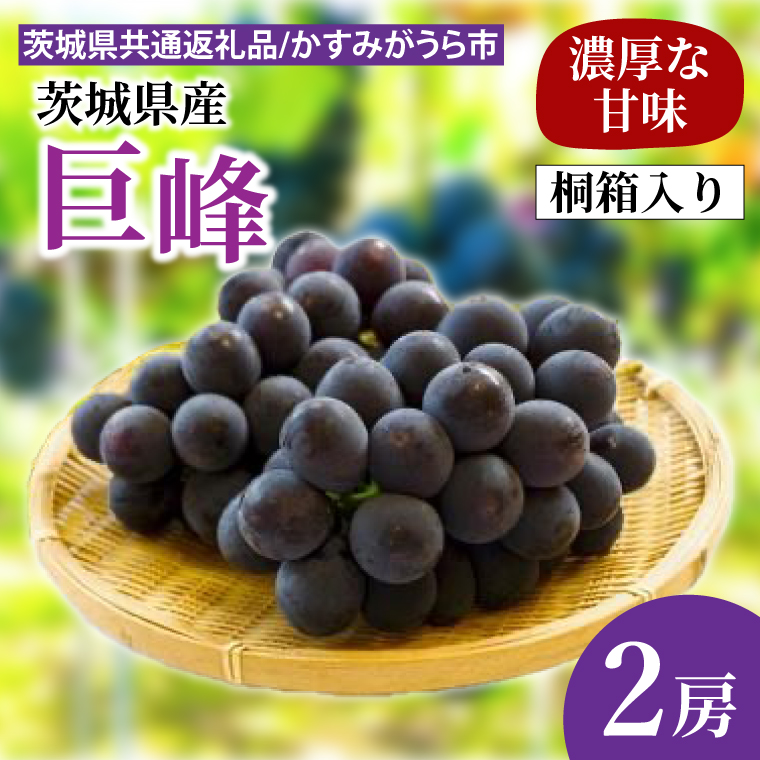 【先行予約】巨峰 桐箱入り2房（茨城県共通返礼品：かすみがうら市産）　※2025年8月初旬～2025年10月下旬頃に順次発送予定（CD040）