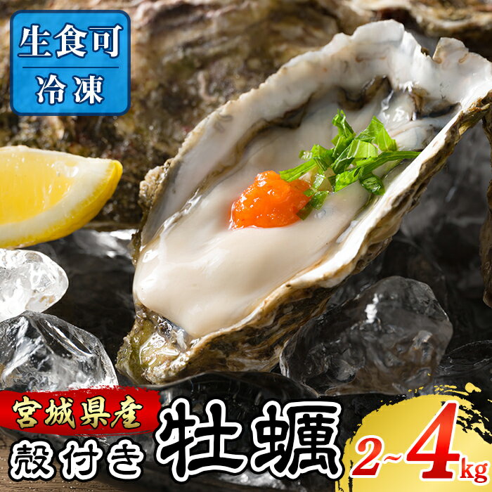 【ふるさと納税】殻付き牡蠣（生食用）冷凍 選べる内容量 2kg～4kg 生牡蠣 宮城県産 牡蛎 牡蠣 カキ かき 生食 オイスター カキフライ 牡蠣鍋 海鮮 貝 国産 魚貝類 バーベキュー BBQ【松島かき小屋MATSU】tm704・tm705・tm706