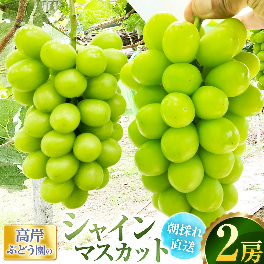 【ふるさと納税】 【朝採れ直送】高岸ぶどう園のシャインマスカット 2房（1房500g前後） シャインマスカット マスカット ぶどう ブドウ 葡萄 フルーツ くだもの 果物 果実 デザート 皮ごと 種なし 兵庫県産 国産 兵庫県 赤穂市 送料無料 【2026年9月上旬～10月上旬発送予定】