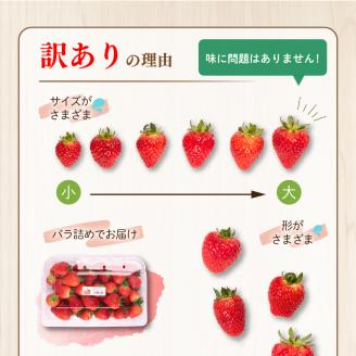 【 5月お届け 】 訳あり いちご よつぼし 1kg 冷蔵 下関 山口