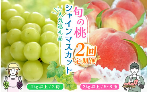 ＜25年発送先行予約＞【山梨県産 旬の果物 2回送り】旬の桃 シャインマスカット 定期便 180-006 ｜ぶどう 桃 シャインマスカット たねなし 種なし 発送 定期便 定期 笛吹市 山梨県 フルーツ定期便 果物 おすすめ 定期便 フルーツ もも 桃 モモ 産地 笛吹市 笛吹 葡萄 国産 ぶどう 人気 国産 デザート 甘い ランキング 2回 期間限定 山梨県笛吹市｜