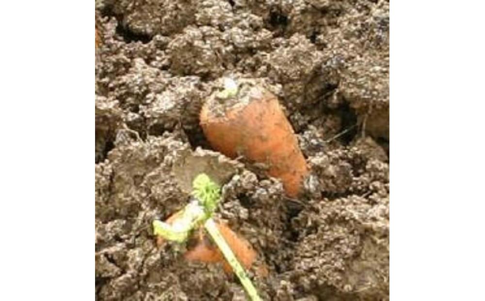 【令和8年産 先行予約】雪国ならではの逸品！津南町の雪下にんじん 3kg 15~20本 127524-088