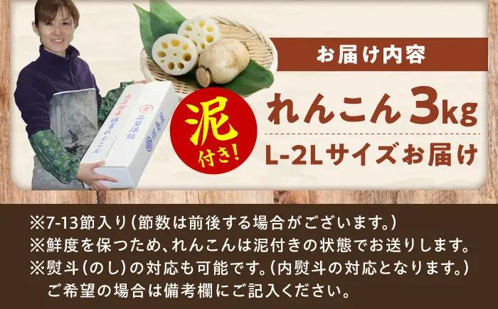 【2026年8月上旬発送】田島屋れんこん 3kg（泥付き）/ れんこん / 佐賀県 [41ASDA001]