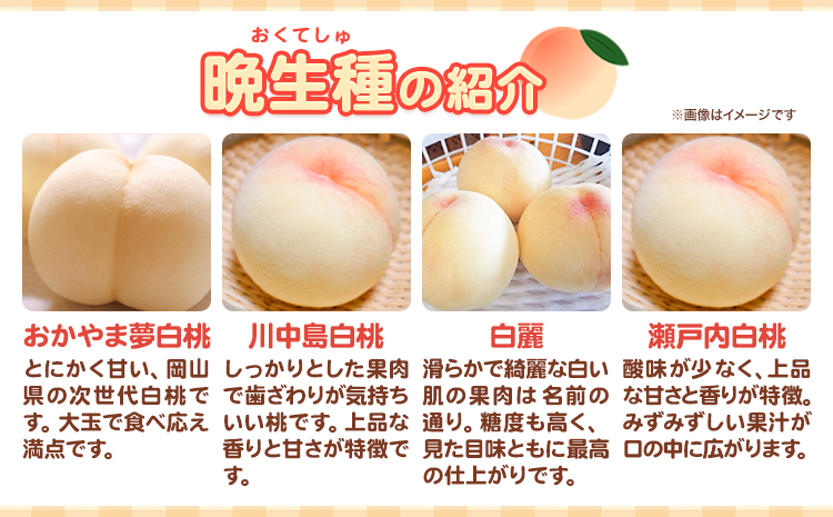【先行予約】岡山の白桃 晩生種 大玉3玉 約900g 晴れの国 おかやま館(つむぐ株式会社) 《7月下旬-8月下旬頃出荷》岡山県 浅口市 フルーツ モモ 果物 青果 旬【配送不可地域あり】（離島）--