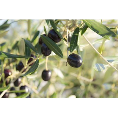 ふるさと納税 高松市 Ms' OLIVE COFFEE(ミズ　オリーブコーヒー) |  | 02