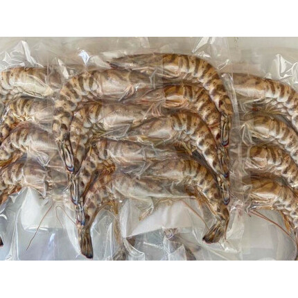 【予約受付中・10月頃より順次発送】活〆 急速冷凍 クルマエビ 500g　【冷凍発送】_イメージ4