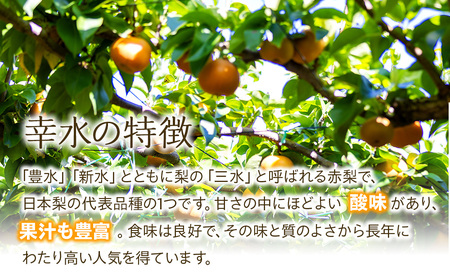 幸水 5kg 梨 2026年秋 信州 長野 フルーツ 幸水