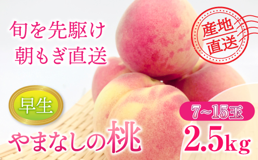 【2025年発送分】もも 約2.5kg（早生）7～15玉　桃 モモ ピーチ 山梨県産 フルーツ くだもの 果物 産地直送 早生 はなよめ ちよひめ 日川白鳳 夢桃香 先行予約