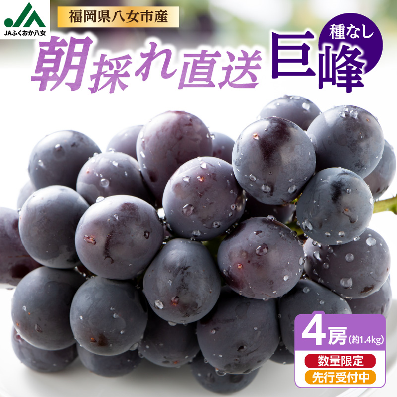 種なし 巨峰 約1.4kg（350g×4パック）｜7月上旬～8月上旬発送予定 産地直送 朝採れ 種なし 甘い ジューシー 大粒 数量限定 冷蔵 ぶどう ブドウ 葡萄 デザート 果物 くだもの フルーツ もぎたて スイーツ 九州 福岡県 八女市