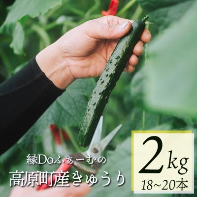 ふるさと納税 高原町 宮崎県高原町産きゅうり2kg(18〜20本)TF0905