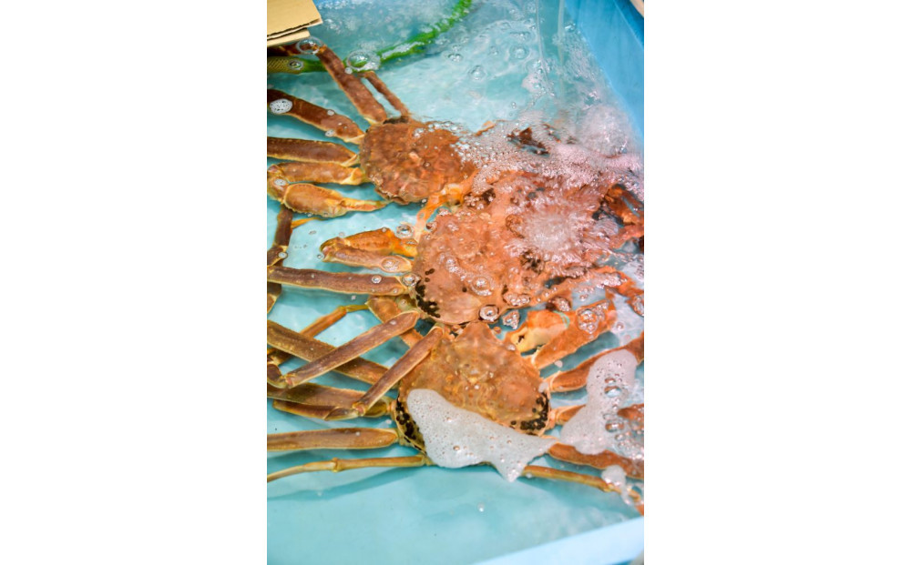 【ご自宅用】 活 訳あり 松葉ガニ お任せ 大満足の 5kg セット【着日指定不可】 蟹 ※2026年11月上旬～2027年3月下旬頃に順次発送予定