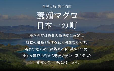 奄美大島産養殖クロマグロ（3柵セット）【マグロ まぐろ 黒マグロ クロマグロ 養殖マグロ 冷凍マグロ マグロ刺身 マグロ中トロ マグロ赤身 お取り寄せ 人気 おすすめ 奄美大島 瀬戸内町】