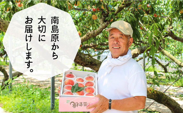 【2024年6月〜発送】どちらが届くかはお楽しみ！温室桃 約1kg / 日川白鳳 or ももか / 桃 もも フルーツ 果物 / 南島原市 / 川田農園 [SAP002]