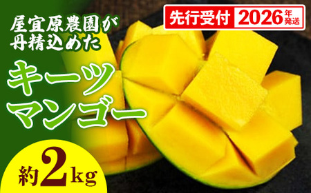 【先行受付】【2026年発送】屋宜原農園が丹精込めた「キーツマンゴー」約2kg - 先行予約 沖縄 産地直送 南国フルーツ 旬の味覚 沖縄県産 国産マンゴー 希少種 オススメ 沖縄県 八重瀬町
