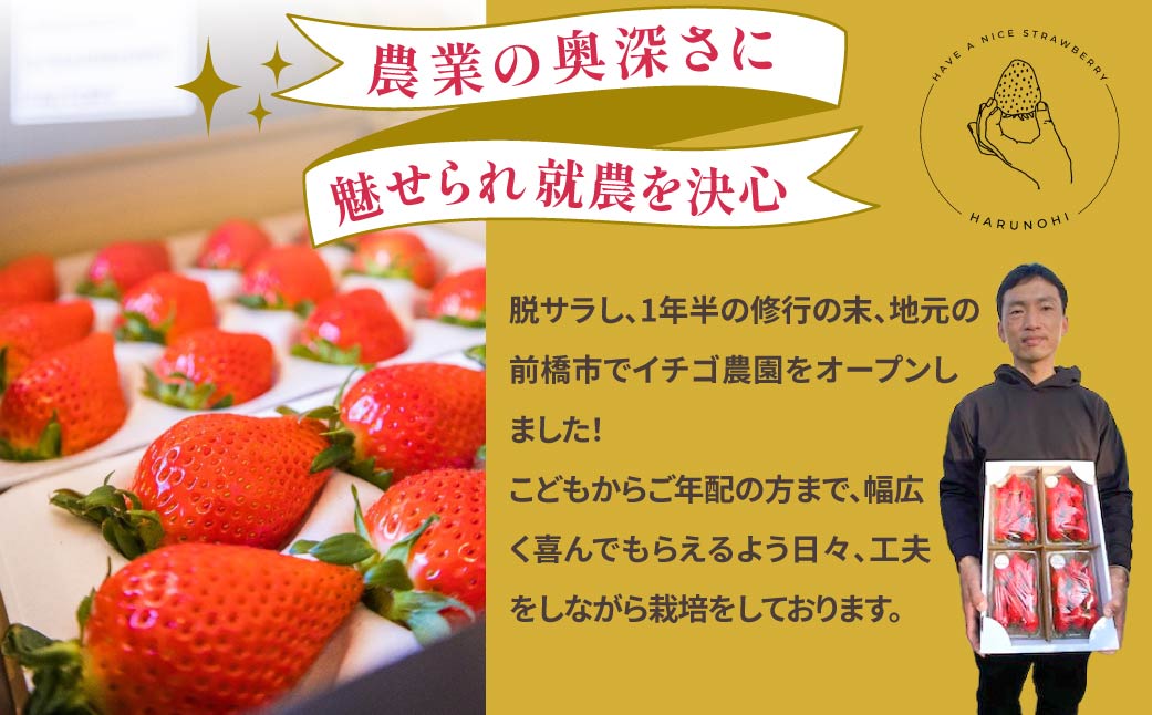 【2026年 先行予約】大粒完熟 群馬県産いちご「やよいひめ」400g×1 ｜コク 甘み 朝採れ やよいひめ 大粒 甘み 酸味 バランス 贈答用 新鮮 完熟 いちご 旬 苺 ストロベリー 産地直送 果