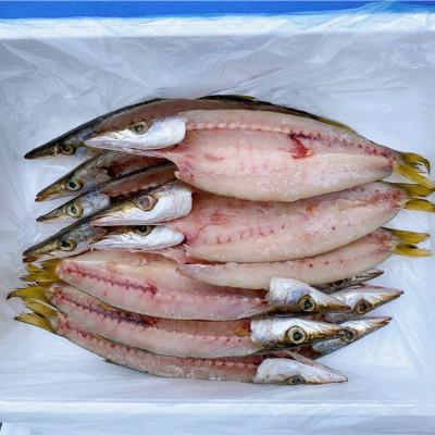 ふるさと納税 横須賀市 カマスの開き干物 15枚セット(冷凍) |  | 01