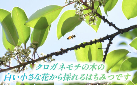 はちみつ クロガネモチ 300g 国産 非加熱 蜂蜜[AEBP001]