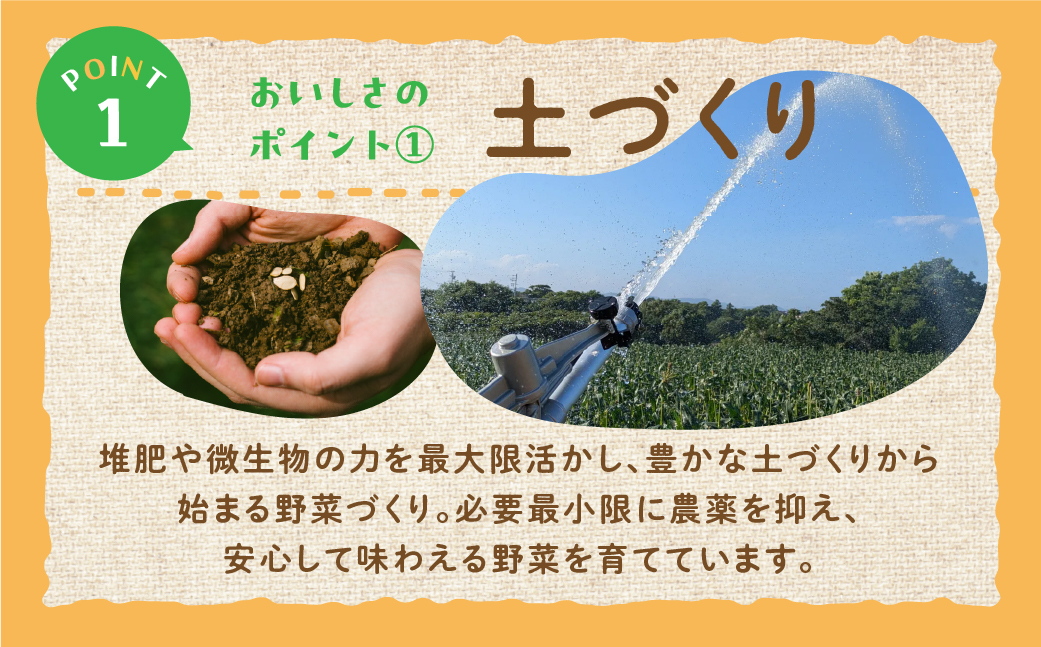 紫カリフローレ 4本 豊橋 国産 ミネラルたっぷり 海風そだち 潮風 家族で 大容量 豊橋 ともちゃんのやさい 直売所で大人気！ 愛知県 豊橋市 安心野菜 カリフラワー カリフローレ 花野菜